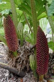 Fotografia da espécie Gunnera manicata