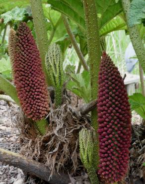 Fotografia 19 da espécie Gunnera manicata no Jardim Botânico UTAD