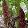 Fotografia 19 da espécie Gunnera manicata do Jardim Botânico UTAD