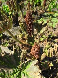 Fotografia da espécie Gunnera manicata