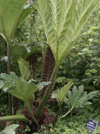 Fotografia da espécie Gunnera manicata