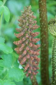 Fotografia da espécie Gunnera manicata