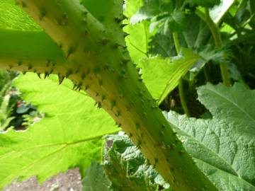 Fotografia da espécie Gunnera manicata