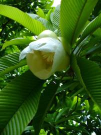 Fotografia da espécie Dillenia indica