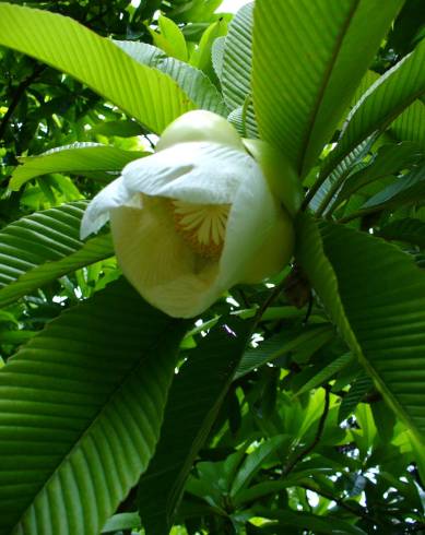 Fotografia de capa Dillenia indica - do Jardim Botânico