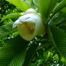 Fotografia 1 da espécie Dillenia indica do Jardim Botânico UTAD