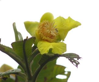 Fotografia da espécie Dillenia indica