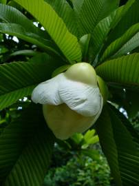 Fotografia da espécie Dillenia indica