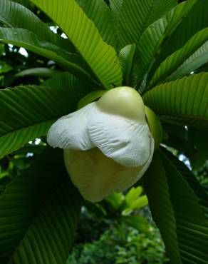 Fotografia 3 da espécie Dillenia indica no Jardim Botânico UTAD