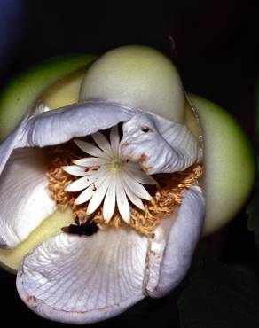 Fotografia 4 da espécie Dillenia indica no Jardim Botânico UTAD