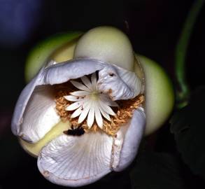 Fotografia da espécie Dillenia indica