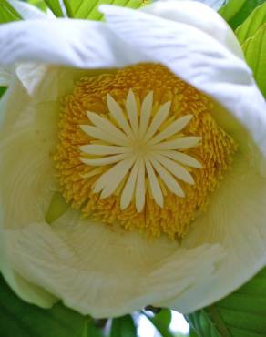 Fotografia 5 da espécie Dillenia indica no Jardim Botânico UTAD