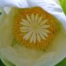 Fotografia 5 da espécie Dillenia indica do Jardim Botânico UTAD