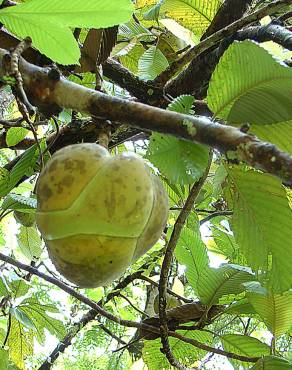 Fotografia 6 da espécie Dillenia indica no Jardim Botânico UTAD