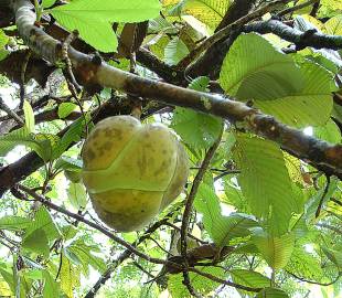 Fotografia da espécie Dillenia indica