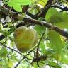 Fotografia 6 da espécie Dillenia indica do Jardim Botânico UTAD