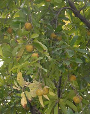 Fotografia 7 da espécie Dillenia indica no Jardim Botânico UTAD