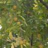 Fotografia 7 da espécie Dillenia indica do Jardim Botânico UTAD