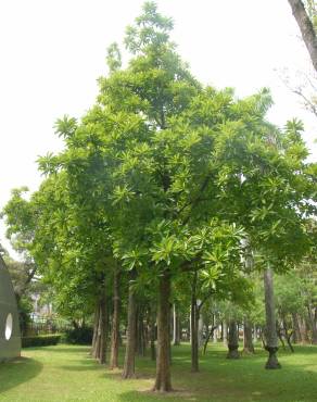 Fotografia 8 da espécie Dillenia indica no Jardim Botânico UTAD