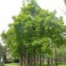 Fotografia 8 da espécie Dillenia indica do Jardim Botânico UTAD
