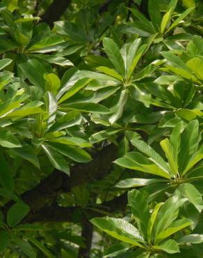 Fotografia 9 da espécie Dillenia indica no Jardim Botânico UTAD