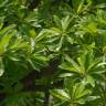 Fotografia 9 da espécie Dillenia indica do Jardim Botânico UTAD