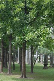 Fotografia da espécie Dillenia indica