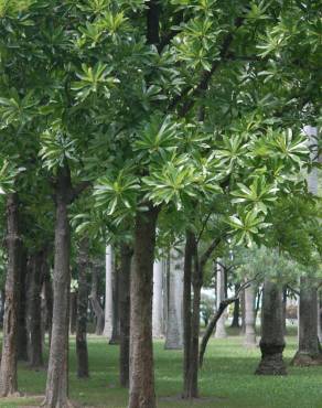 Fotografia 10 da espécie Dillenia indica no Jardim Botânico UTAD