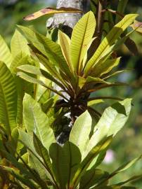 Fotografia da espécie Dillenia indica