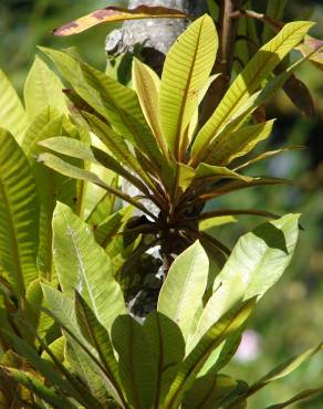 Fotografia 11 da espécie Dillenia indica no Jardim Botânico UTAD