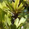 Fotografia 11 da espécie Dillenia indica do Jardim Botânico UTAD