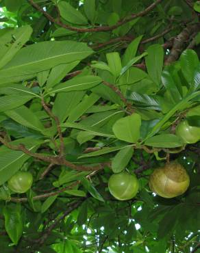 Fotografia 12 da espécie Dillenia indica no Jardim Botânico UTAD