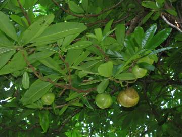 Fotografia da espécie Dillenia indica