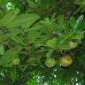 Fotografia 12 da espécie Dillenia indica do Jardim Botânico UTAD