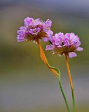 Fotografia da espécie Armeria humilis