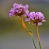 Fotografia 1 da espécie Armeria humilis subesp. odorata do Jardim Botânico UTAD