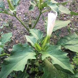 Fotografia da espécie Datura stramonium