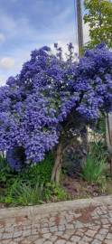 Fotografia da espécie Ceanothus thyrsiflorus var. repens