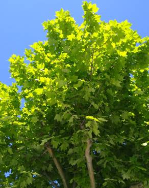 Fotografia 12 da espécie Acer platanoides no Jardim Botânico UTAD