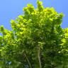Fotografia 12 da espécie Acer platanoides do Jardim Botânico UTAD