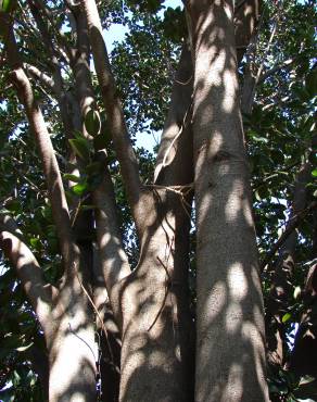 Fotografia 2 da espécie Ficus elastica no Jardim Botânico UTAD
