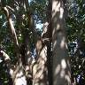 Fotografia 2 da espécie Ficus elastica do Jardim Botânico UTAD