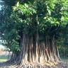 Fotografia 3 da espécie Ficus elastica do Jardim Botânico UTAD