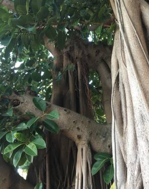 Fotografia 4 da espécie Ficus elastica no Jardim Botânico UTAD