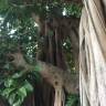 Fotografia 4 da espécie Ficus elastica do Jardim Botânico UTAD