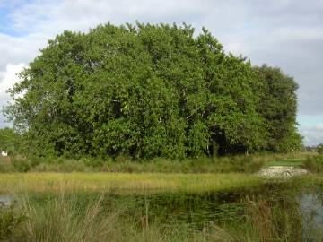 Fotografia da espécie Ficus elastica