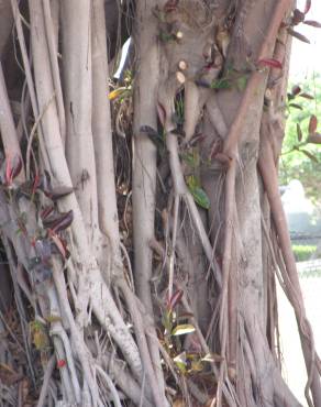Fotografia 6 da espécie Ficus elastica no Jardim Botânico UTAD