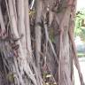 Fotografia 6 da espécie Ficus elastica do Jardim Botânico UTAD