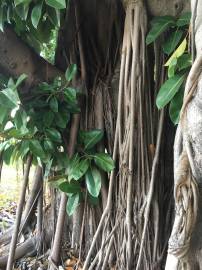 Fotografia da espécie Ficus elastica