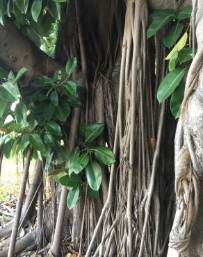 Fotografia 7 da espécie Ficus elastica no Jardim Botânico UTAD